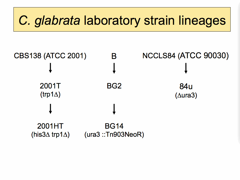 C. glabrata
	lineage diagram