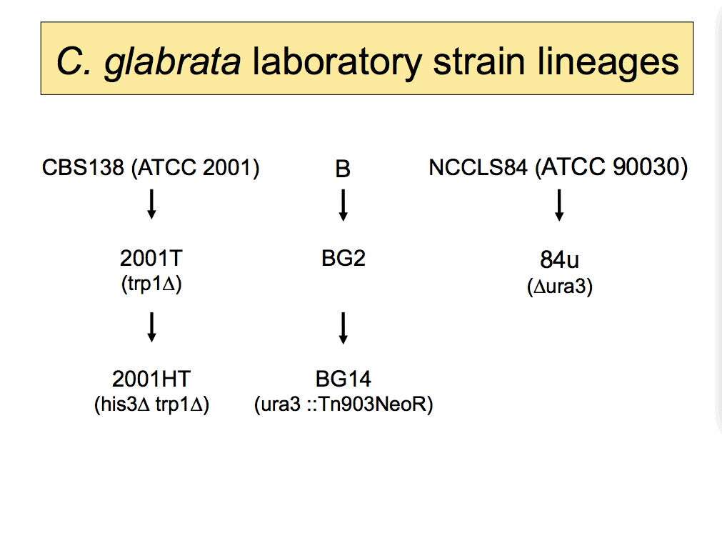 C. glabrata
lineage diagram