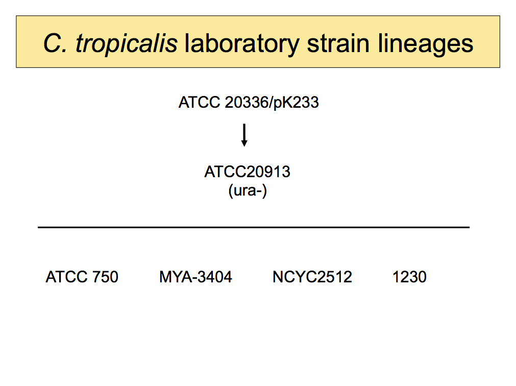 C. tropicalis
	lineage diagram